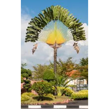Designer Palm Trees